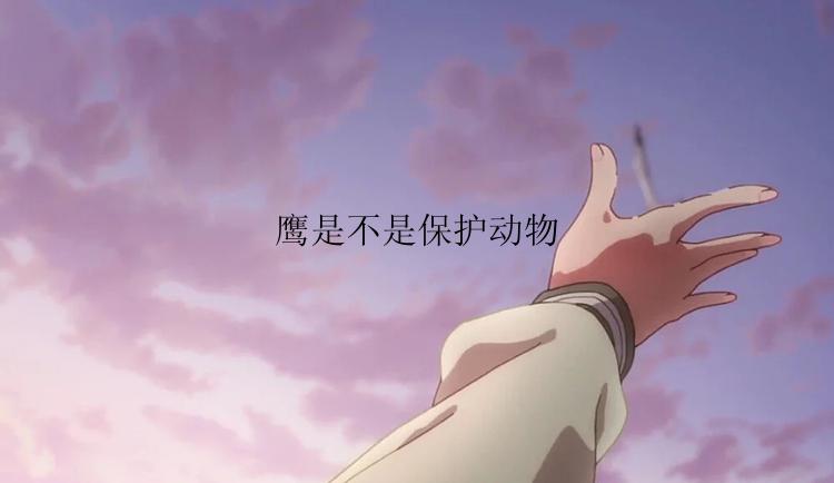 鹰是不是保护动物