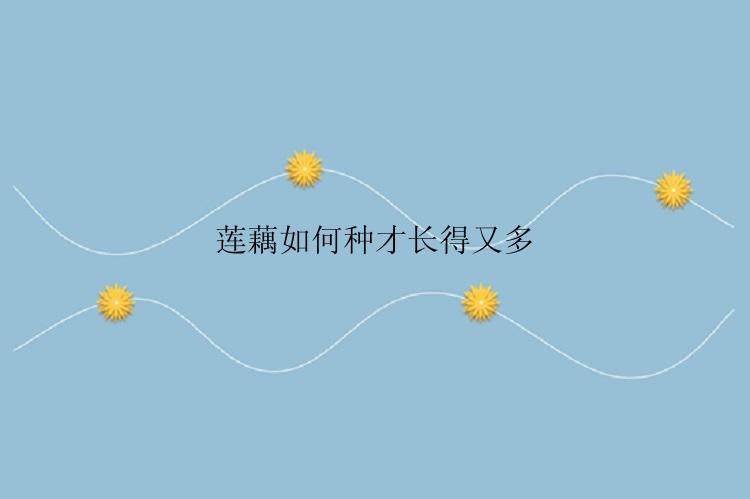 莲藕如何种才长得又多