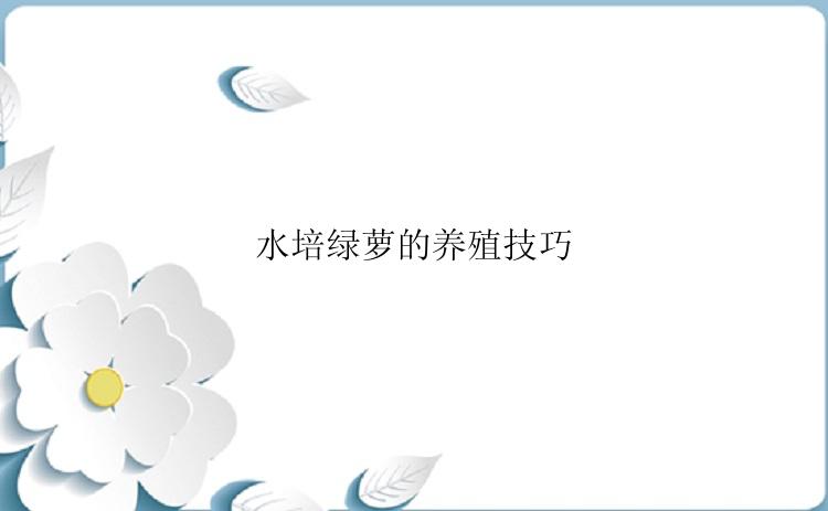 水培绿萝的养殖技巧