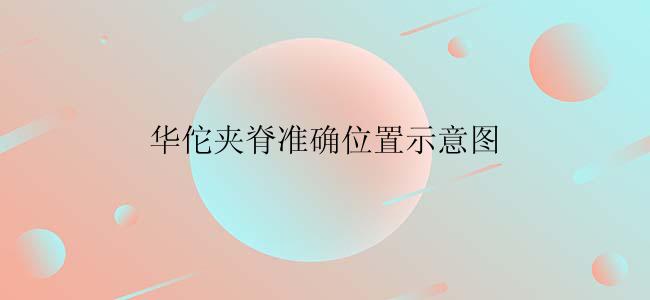 华佗夹脊准确位置示意图