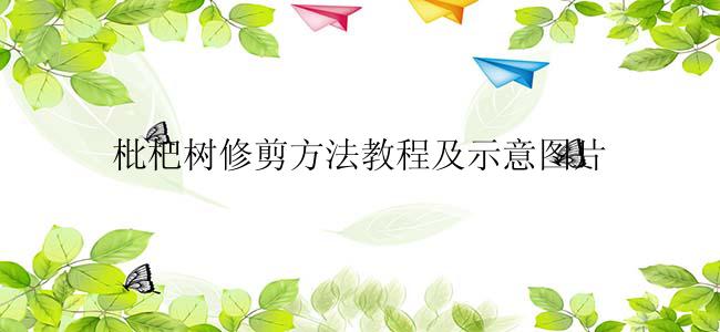 枇杷树修剪方法教程及示意图片