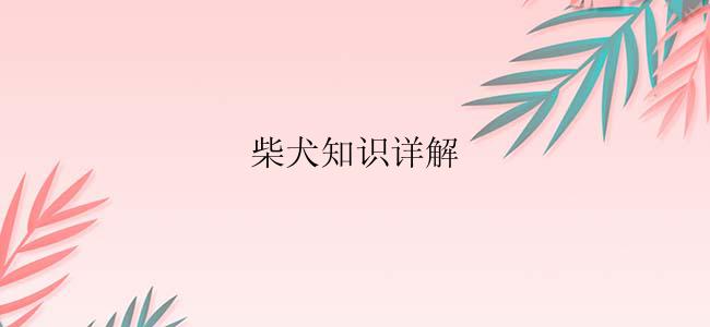 柴犬知识详解