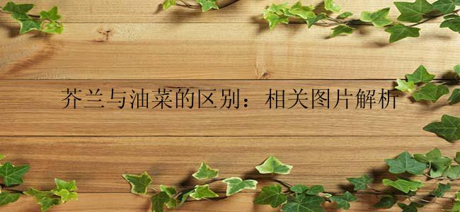 芥兰与油菜的区别：相关图片解析