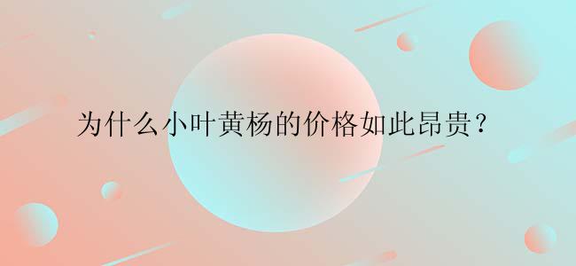 为什么小叶黄杨的价格如此昂贵？
