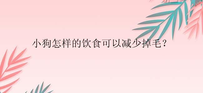 小狗怎样的饮食可以减少掉毛？