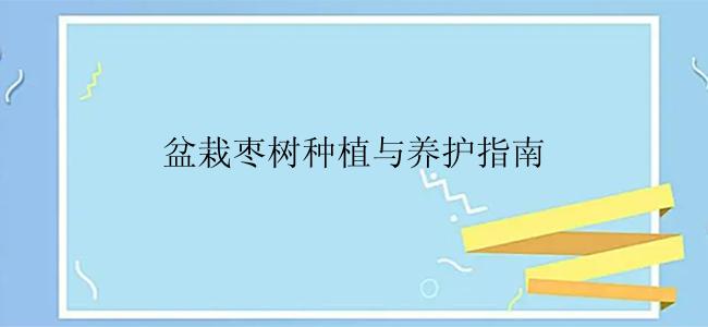 盆栽枣树种植与养护指南