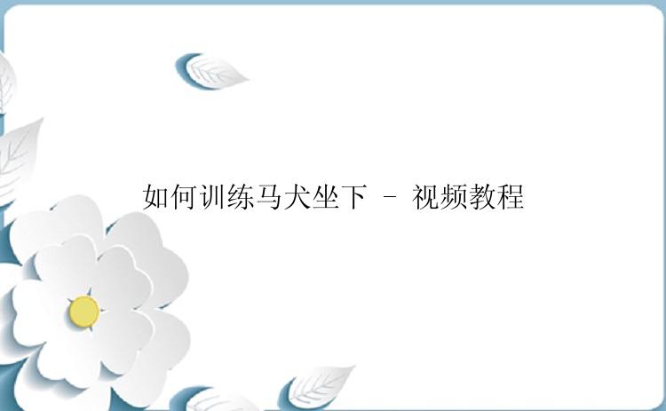 如何训练马犬坐下 - 视频教程