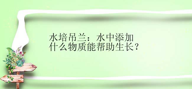水培吊兰：水中添加什么物质能帮助生长？