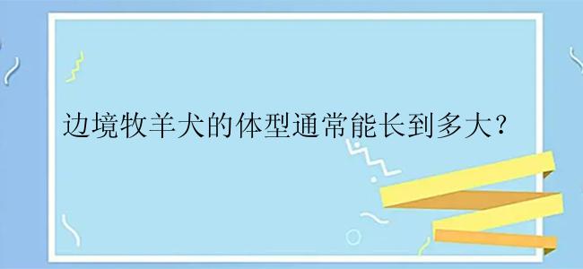 边境牧羊犬的体型通常能长到多大？