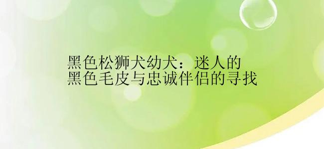 黑色松狮犬幼犬：迷人的黑色毛皮与忠诚伴侣的寻找