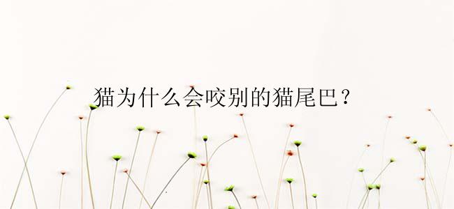 猫为什么会咬别的猫尾巴？