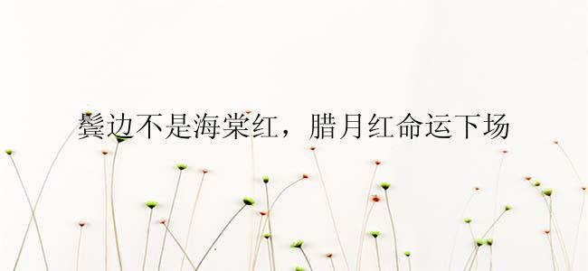 鬓边不是海棠红，腊月红命运下场