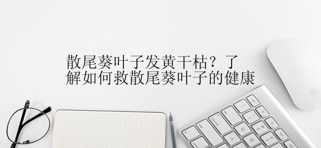 散尾葵叶子发黄干枯？了解如何救散尾葵叶子的健康