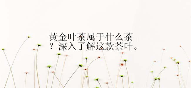 黄金叶茶属于什么茶？深入了解这款茶叶。