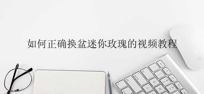 如何正确换盆迷你玫瑰的视频教程