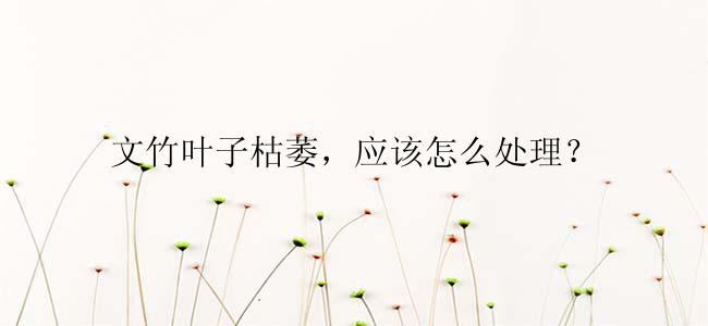 文竹叶子枯萎，应该怎么处理？