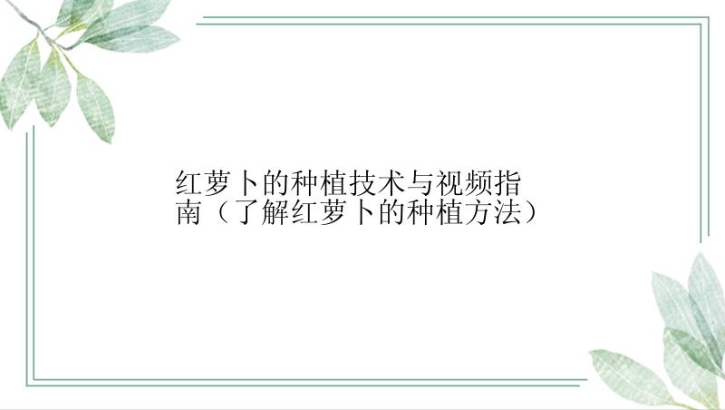 红萝卜的种植技术与视频指南（了解红萝卜的种植方法）