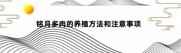 铭月多肉的养殖方法和注意事项