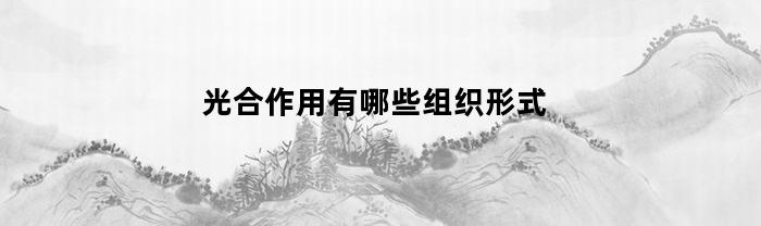 光合作用有哪些组织形式