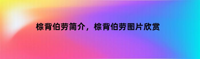 棕背伯劳简介,棕背伯劳图片欣赏