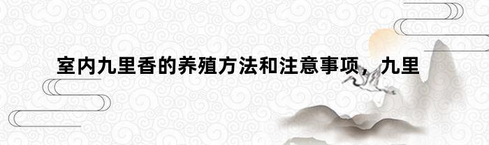 室内九里香的养殖方法和注意事项，九里香室内怎么养