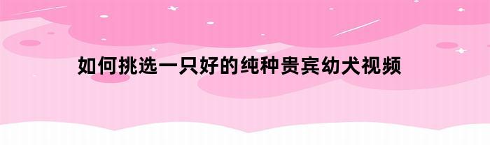 如何挑选一只好的纯种贵宾幼犬视频
