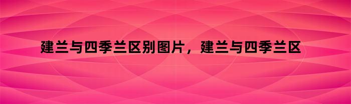 建兰与四季兰区别图片，建兰与四季兰区别图