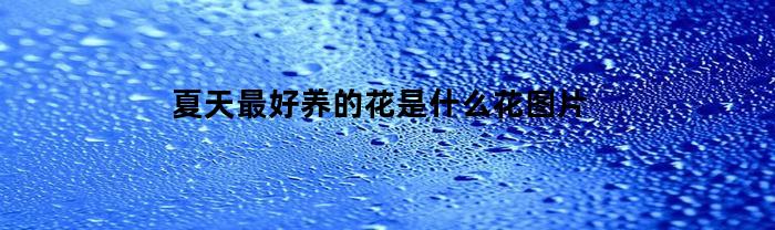 夏天最好养的花是什么花图片