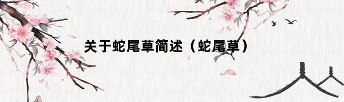 关于蛇尾草简述（蛇尾草）