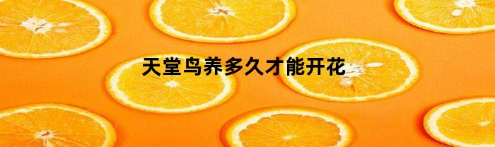 天堂鸟养多久才能开花