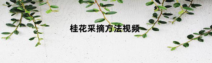 桂花采摘方法视频