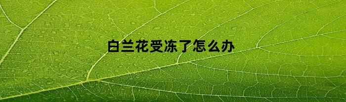 白兰花受冻了怎么办