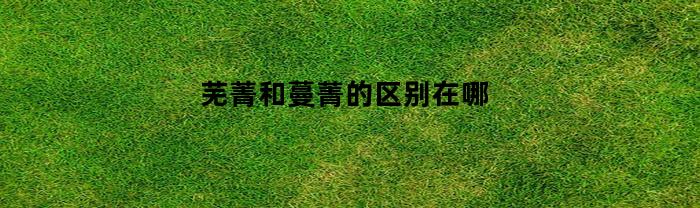 芜菁和蔓菁的区别在哪