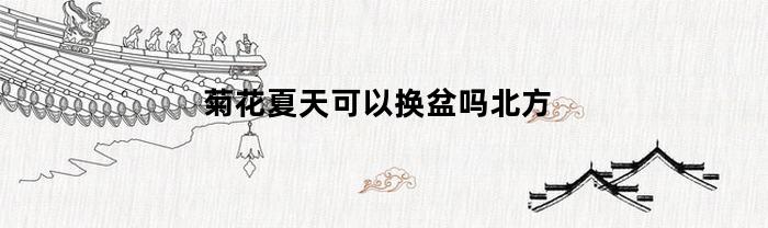 菊花夏天可以换盆吗北方