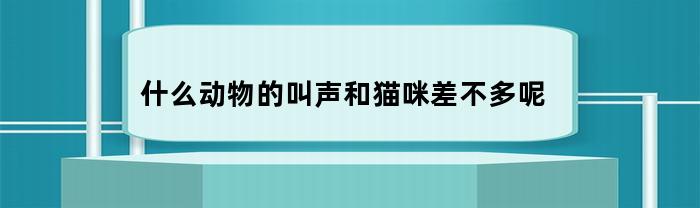 什么动物的叫声和猫咪差不多呢