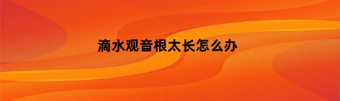 如何处理滴水观音根太长的问题？