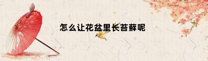 怎么让花盆里长苔藓呢