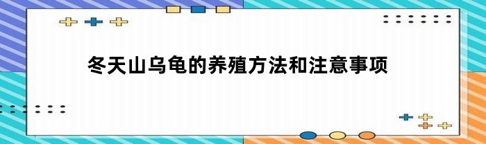 冬天山乌龟的养殖方法和注意事项