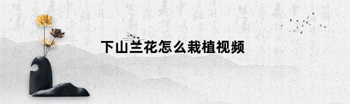 下山兰花怎么栽植视频