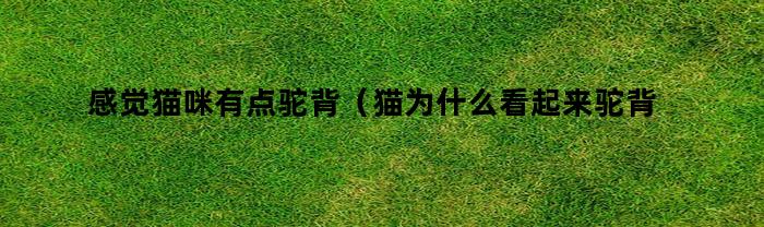 感觉猫咪有点驼背(猫为什么看起来驼背)