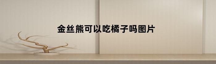 金丝熊可以吃橘子吗图片