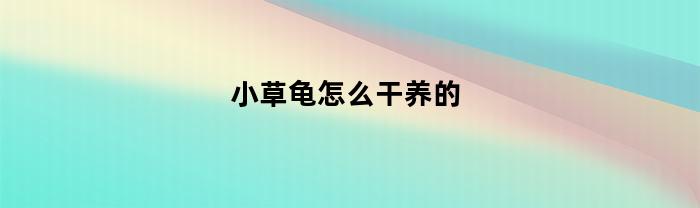 小草龟怎么干养的