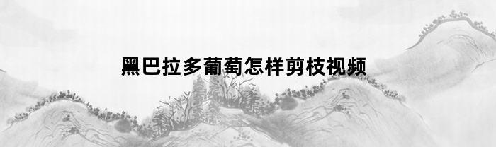 黑巴拉多葡萄怎样剪枝视频