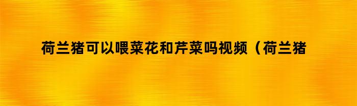 荷兰猪可以喂菜花和芹菜吗视频(荷兰猪可以喂菜花和芹菜吗)