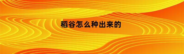 稻谷怎么种出来的