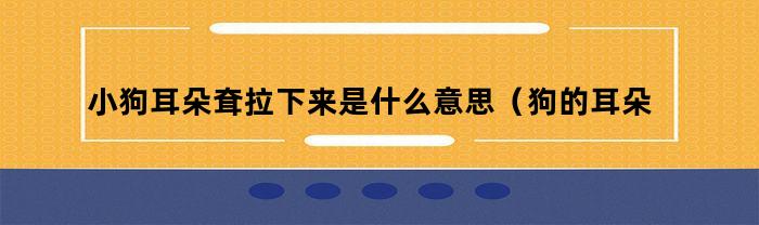 狗耳朵耷拉下来的原因是什么？