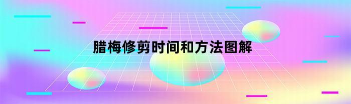 腊梅修剪时间和方法图解