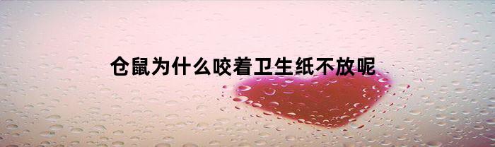 仓鼠为什么咬着卫生纸不放呢