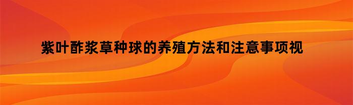紫叶酢浆草种球的养殖方法和注意事项视频