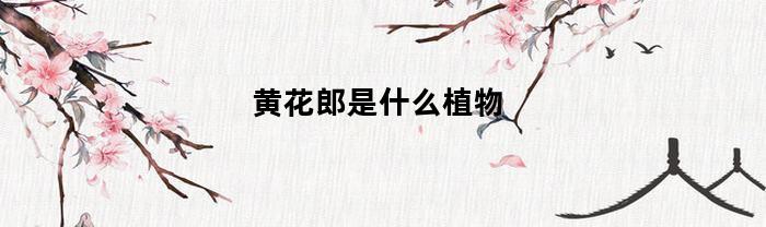 黄花郎是什么植物